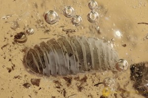 VERY RARE Millipede Polyzoniida Polyzoniidae Fossil BALTIC AMBER 3217