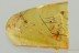 VERY RARE Millipede Polyzoniida Polyzoniidae Fossil BALTIC AMBER 3217