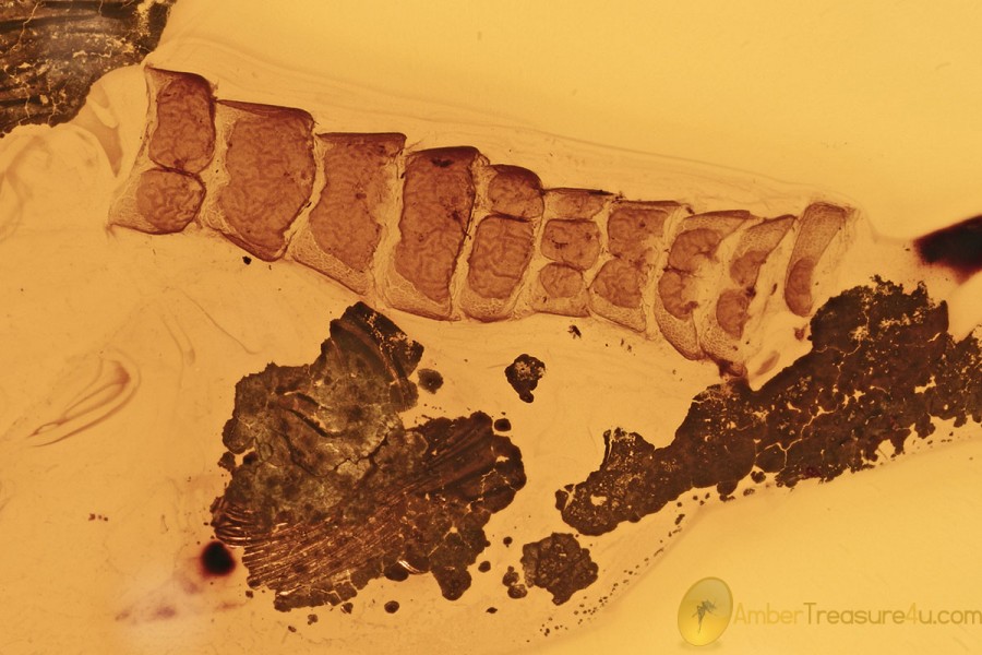 REPTILIA Lizard PAW Skin Fossil Inclusion Genuine BALTIC AMBER 3225