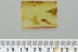 REPTILIA Lizard PAW Skin Fossil Inclusion Genuine BALTIC AMBER 3225