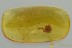 SPIDER COCOON Under DEBRIS Cobweb & More Fossil BALTIC AMBER 3224