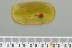 SPIDER COCOON Under DEBRIS Cobweb & More Fossil BALTIC AMBER 3224