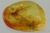 Huge SPIDER Araneae Fossil Inclusion Genuine BALTIC AMBER 1.3g 3222