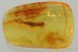 Large Nice BRISTLETAIL Machilidae Fossil Genuine BALTIC AMBER 3223