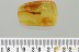 Large Nice BRISTLETAIL Machilidae Fossil Genuine BALTIC AMBER 3223