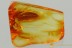 Great LEAF Dillenia Fossil Inclusion Genuine BALTIC AMBER 3221