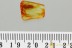 Great LEAF Dillenia Fossil Inclusion Genuine BALTIC AMBER 3221