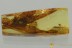 Large 8mm LARVAL CASE Lepidoptera MOTH Fossil Genuine BALTIC AMBER 3220