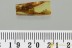 Large 8mm LARVAL CASE Lepidoptera MOTH Fossil Genuine BALTIC AMBER 3220