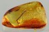 2 Nice LEAVES & ANT Fossil Inclusion Genuine BALTIC AMBER 3.6g 3219