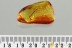 2 Nice LEAVES & ANT Fossil Inclusion Genuine BALTIC AMBER 3.6g 3219