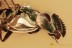 Great COLORFUL Greenish Wasp TORYMIDAE Fossil BALTIC AMBER 3226