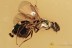 Great COLORFUL Greenish Wasp TORYMIDAE Fossil BALTIC AMBER 3226