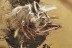 "Flying" PLANTHOPPER + SPIDER & DAGGER FLY Fossil BALTIC AMBER 5g 3230