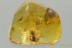 "Flying" PLANTHOPPER + SPIDER & DAGGER FLY Fossil BALTIC AMBER 5g 3230