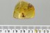 "Flying" PLANTHOPPER + SPIDER & DAGGER FLY Fossil BALTIC AMBER 5g 3230