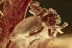 Superb SPIDER Araneae Fossil Inclusion Genuine BALTIC AMBER 2.8g 3231