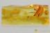Superb SPIDER Araneae Fossil Inclusion Genuine BALTIC AMBER 2.8g 3231