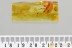 Superb SPIDER Araneae Fossil Inclusion Genuine BALTIC AMBER 2.8g 3231