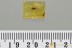 Nice TRUE BUG Heteroptera & WASP Fossil Inclusion BALTIC AMBER 3228