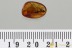 Huge ICHNEUMON WASP Fossil Inclusion Genuine BALTIC AMBER 3229