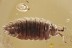 Well Preserved WOODLOUSE Isopoda ONISCIDAE Fossil BALTIC AMBER 3233