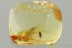 Well Preserved WOODLOUSE Isopoda ONISCIDAE Fossil BALTIC AMBER 3233