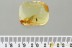 Well Preserved WOODLOUSE Isopoda ONISCIDAE Fossil BALTIC AMBER 3233