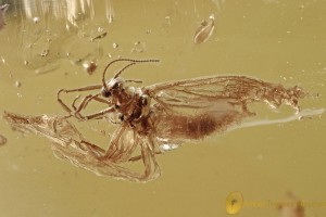 METAMORPHOSIS Just Emerged DUSTYWING Coniopterygidae BALTIC AMBER 3234