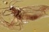 METAMORPHOSIS Just Emerged DUSTYWING Coniopterygidae BALTIC AMBER 3234