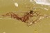 METAMORPHOSIS Just Emerged DUSTYWING Coniopterygidae BALTIC AMBER 3234