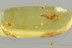 METAMORPHOSIS Just Emerged DUSTYWING Coniopterygidae BALTIC AMBER 3234