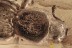 UNDESCRIBED Bothrideridae DRY BARK BEETLE Fossil BALTIC AMBER 3248