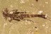 RARE Aquatic Nymph STONEFLY Plecoptera Fossil Genuine BALTIC AMBER 3249