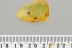 2 FLOWER BLOOMS Rare Plant Fossil Inclusion Genuine BALTIC AMBER 3246