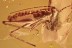 Large Great CRICKET Gryllidae ORTHOPTERA Fossil BALTIC AMBER 3252