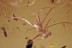 UNKNOWN Large EXUVIAE & More Fossil Genuine BALTIC AMBER 3250
