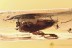 Huge WEEVIL Snout Beetle CURCULIONIDAE & Swarm BALTIC AMBER 3253
