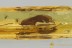 Huge WEEVIL Snout Beetle CURCULIONIDAE & Swarm BALTIC AMBER 3253