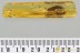 Huge WEEVIL Snout Beetle CURCULIONIDAE & Swarm BALTIC AMBER 3253