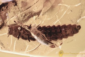 Large UNUSUAL BEETLE LARVAE & Rove Beetle Fossil BALTIC AMBER 3261