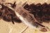 Large UNUSUAL BEETLE LARVAE & Rove Beetle Fossil BALTIC AMBER 3261