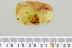 Large UNUSUAL BEETLE LARVAE & Rove Beetle Fossil BALTIC AMBER 3261