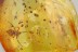 Huge JUMPING SPIDER + More Fossil Inclusion Genuine BALTIC AMBER 3262