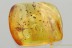 Huge JUMPING SPIDER + More Fossil Inclusion Genuine BALTIC AMBER 3262