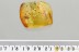 Huge JUMPING SPIDER + More Fossil Inclusion Genuine BALTIC AMBER 3262