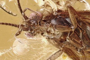 LILAC EYED Caddisfly TRICHOPTERA + Fossil Genuine BALTIC AMBER 3256