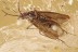 LILAC EYED Caddisfly TRICHOPTERA + Fossil Genuine BALTIC AMBER 3256
