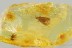 LILAC EYED Caddisfly TRICHOPTERA + Fossil Genuine BALTIC AMBER 3256
