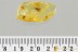 LILAC EYED Caddisfly TRICHOPTERA + Fossil Genuine BALTIC AMBER 3256